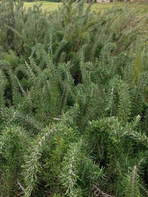 Rosemary Foxtail